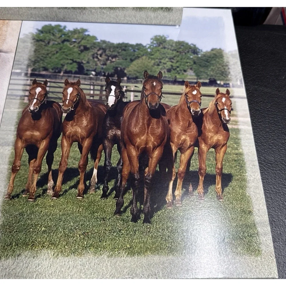 5-Vintage 2005 Horse Mead Portfolio 2 Pocket 3 Ring Bob Langrish